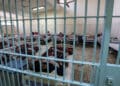 Egyptian detainees face potential threat after a detainee suspected of infection with Coronavirus died