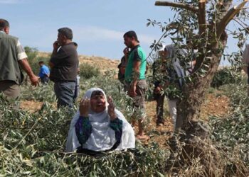 اقتلاع أشتال زيتون واقتحام للأقصى