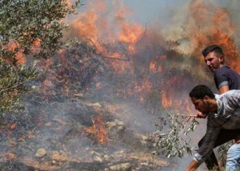 إحراق محاصيل زراعية لفلسطينيين