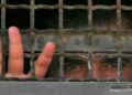 3 Palestinian Prisoners Continue Their Hunger Strike in the Occupation Prisons