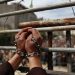 600 Palestinian Prisoners Suffer Different Health Problems in Israeli Jails