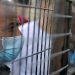Sixty Palestinian prisoners found to have Covid in Israeli prison
