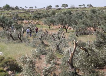 مستوطنون إسرائيليون يقتلعون ويسرقون اشجار الزيتون في الضفة