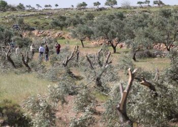 Israeli Settlers Uproot and Loot 190 Olive Trees in The West Bank