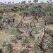 Israeli Settlers Uproot and Loot 190 Olive Trees in The West Bank