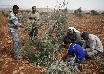 Israelis Settlers Uproot 400 Olive Trees in Nablus
