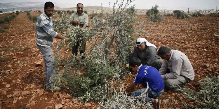 Israelis Settlers Uproot 400 Olive Trees in Nablus