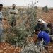 Israelis Settlers Uproot 400 Olive Trees in Nablus