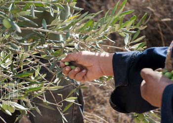 Israeli Settlers Uproot 350 Olive Trees in West Bank Village