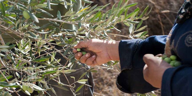 Israeli Settlers Uproot 350 Olive Trees in West Bank Village