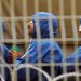 6 Palestinian Prisoners on Hunger Strike in Israeli Jails
