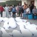 Egypt: 51 Citizens Imprisoned for showing Solidarity with Gaza