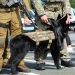 51 Palestinians Arrested in IOF West Bank Raids