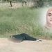 the Israeli occupation forces (IOF) shot and killed a young Palestinian woman in the head close to the Beit Ainun roundabout, north of Hebron
