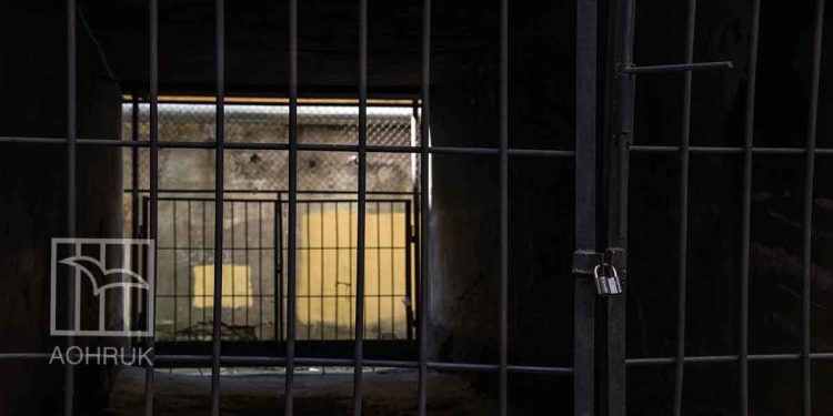 11,400 West Bank Palestinians arrested since Israeli aggression on Gaza