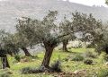 اعتداءات الاحتلال والمستوطنين تطال الأطفال ومزارعي الزيتون في الضفة