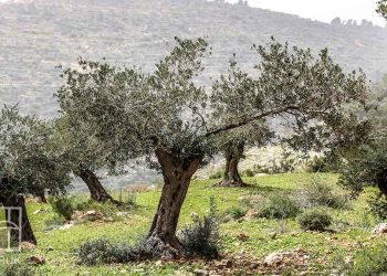 اعتداءات الاحتلال والمستوطنين تطال الأطفال ومزارعي الزيتون في الضفة