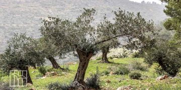 اعتداءات الاحتلال والمستوطنين تطال الأطفال ومزارعي الزيتون في الضفة